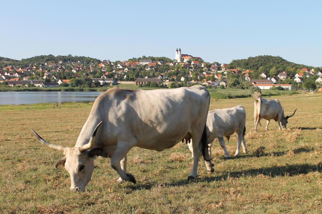 Napkelte Apartman Tihany Buitenkant foto